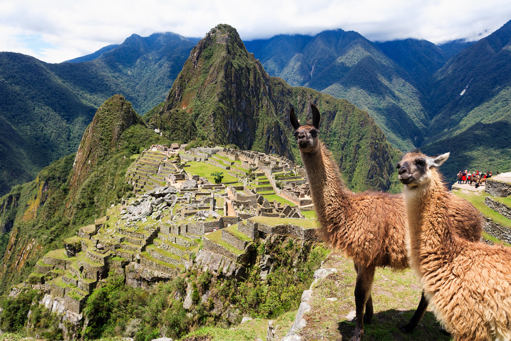 Lamas am Machu Picchu in Peru