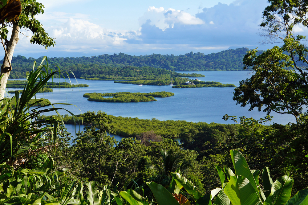 Mangroven in Bocas del Toro, Panama