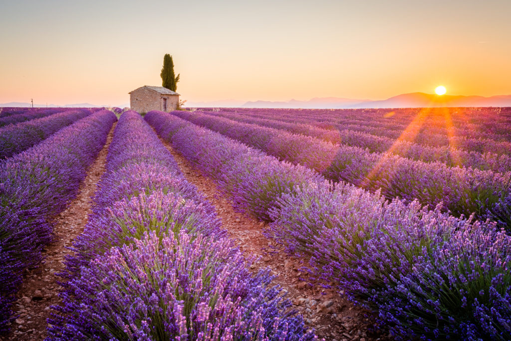 Die Provence zur Lavendelblüte