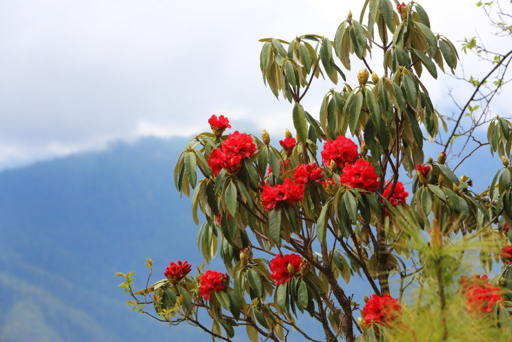 Rot blühende Rhododendren in Bhutan