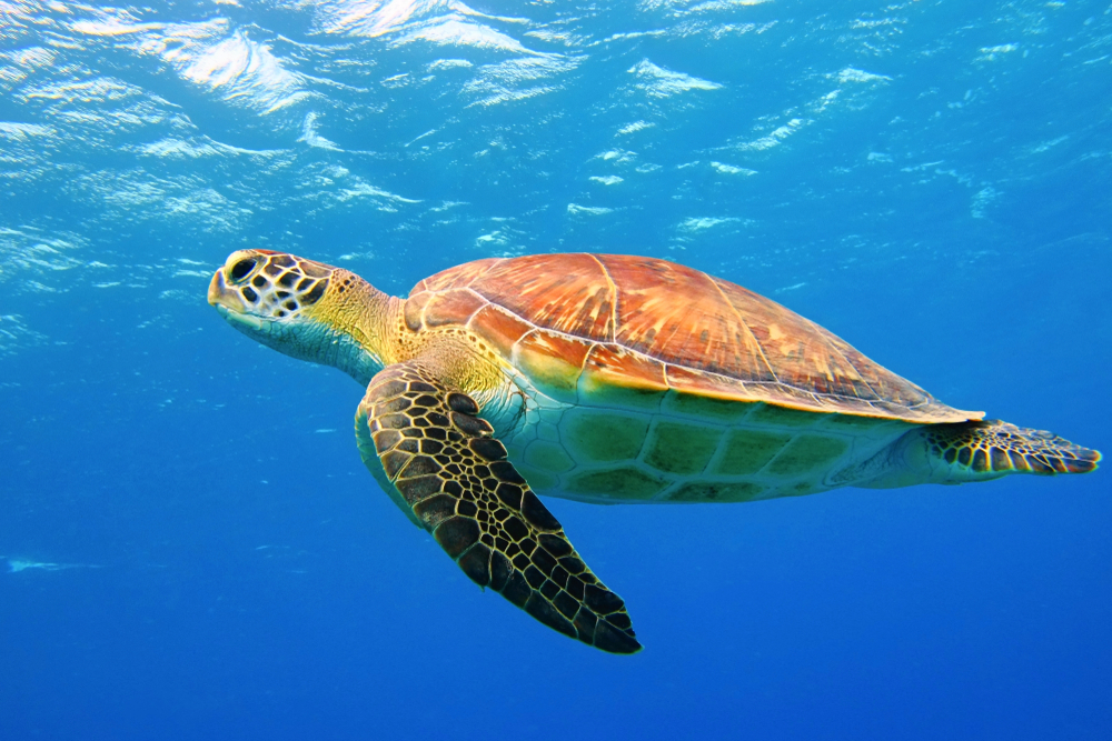 Schildkröte an der Blauen Lagune
