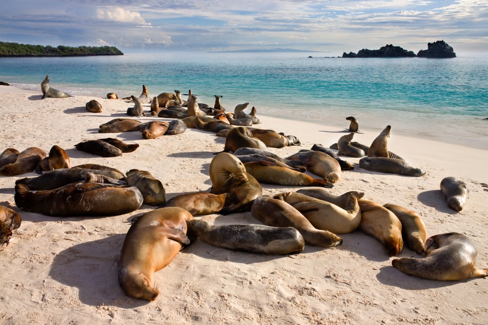 Seelöwen am Strand von Galapagos