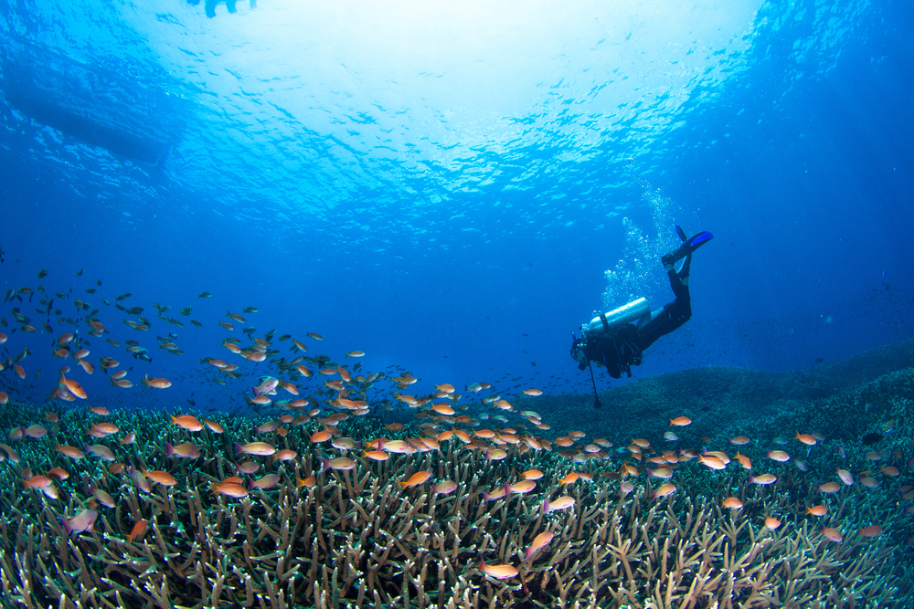 Tauchen in der Unterwasserwelt Balis