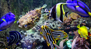 unterwasser zoo fische dubai aquarium