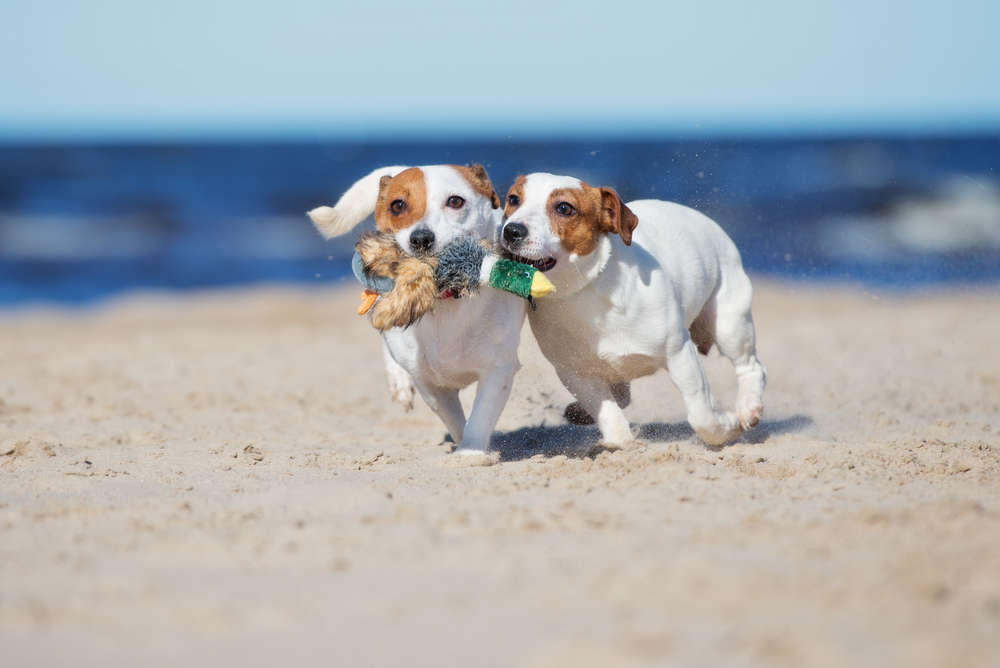 Zwei Hunde spielen am Strand