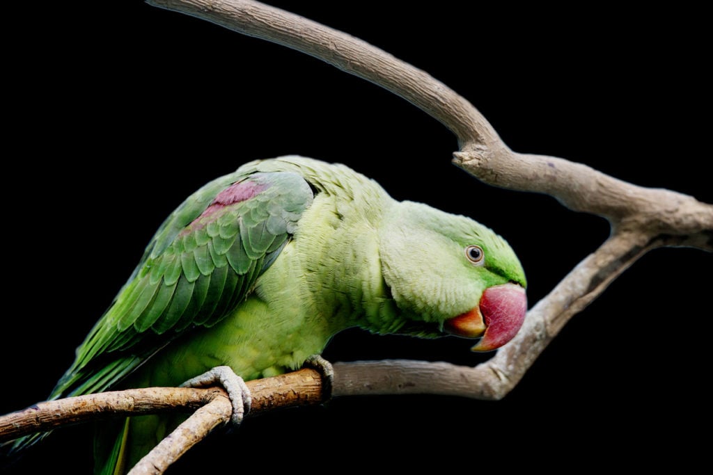 Alexandrinischer Papagei