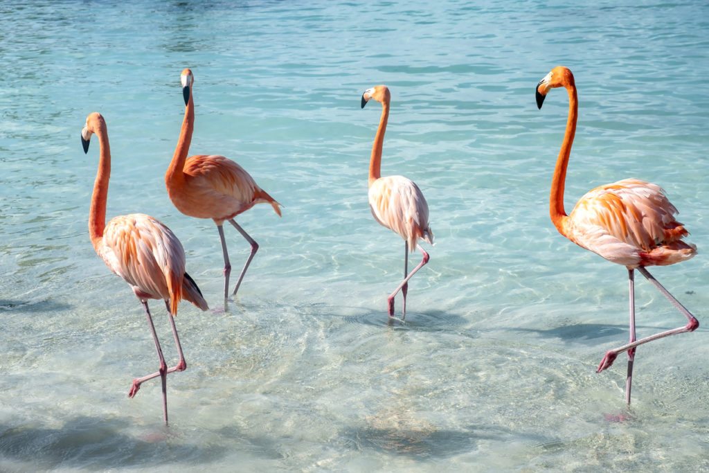 Flamingos auf Aruba