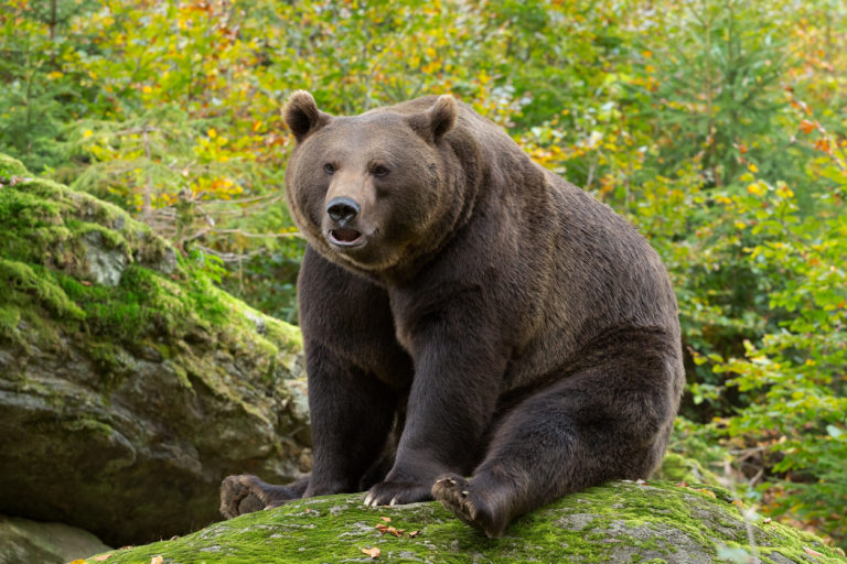 Die Schönsten Wildtierparks In Deutschland - Ausflug In Die Natur