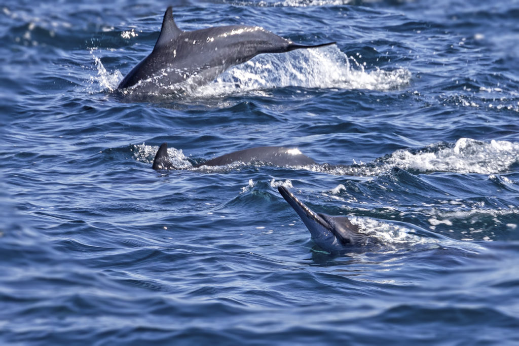 Delfine vor der Küste von Oman