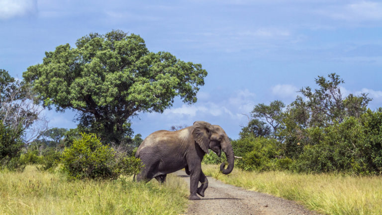Buschelefant im Krüger Nationalpark von Südafrika