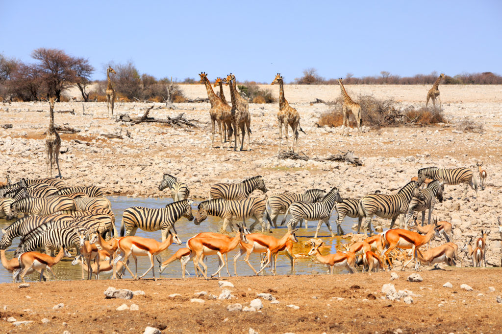 Tierwelt im Etosha Nationalpark, Namibia