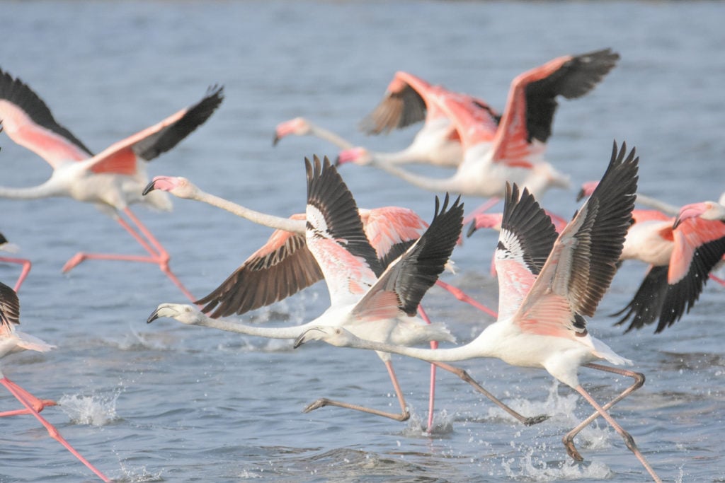Flamingos im Naturschutzgebiet Ses Salines