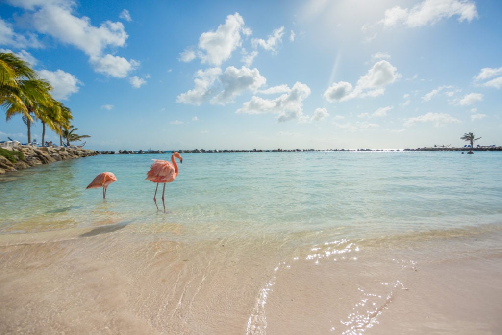 Flamingostrand auf Aruba