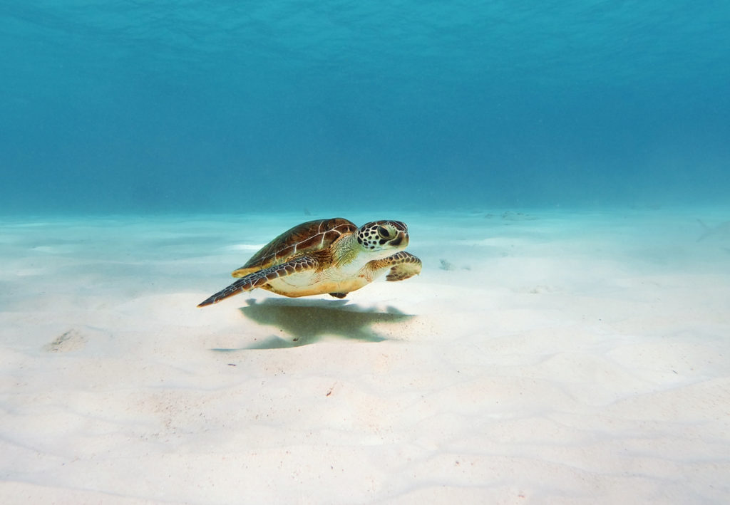 Heimische Meeresschildkröte auf Bonaire