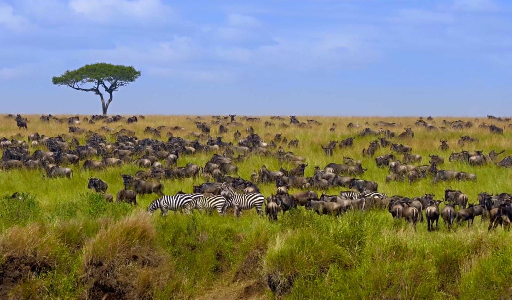 Zebras und Gnus in Tansania