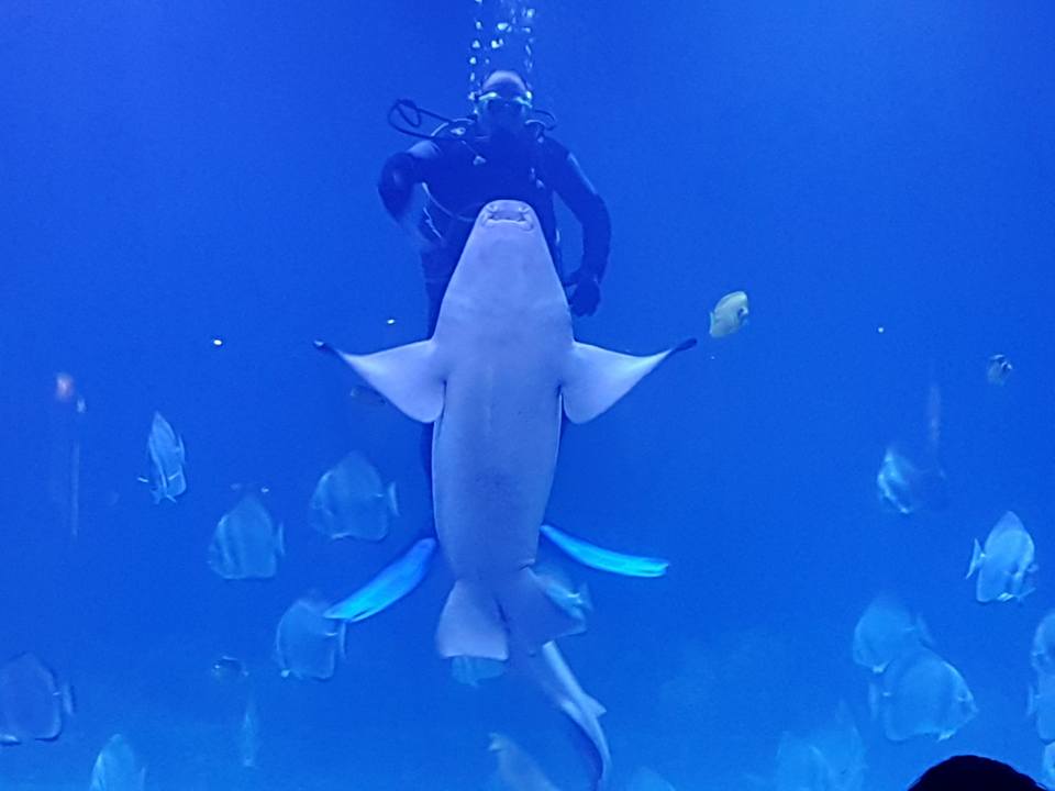 hurghada aquarium hai