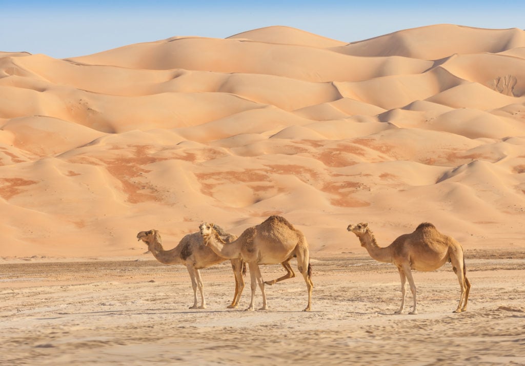 Kamele im leeren Viertel von Oman