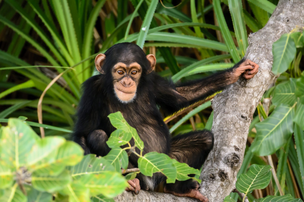 Kleiner Schimpanse, Afrika