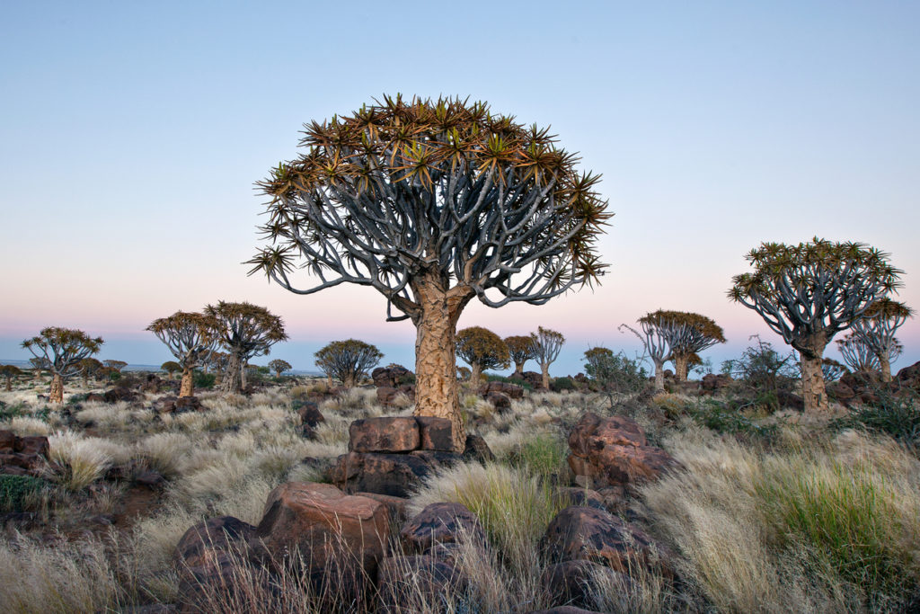 Köcherbaumwald in Namibia