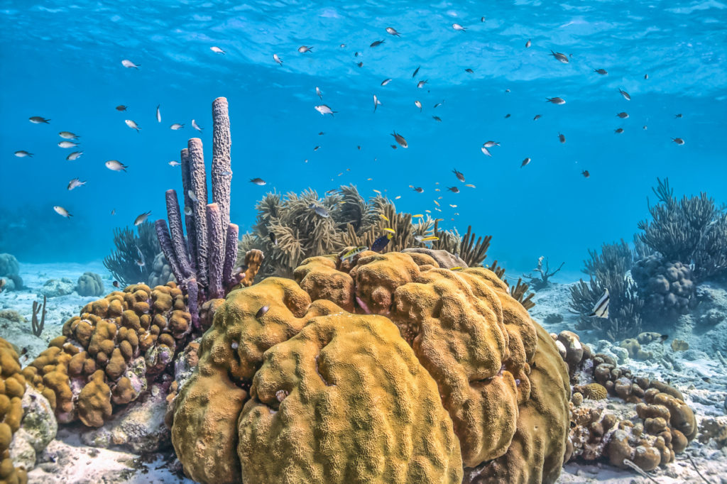 Korallenriff vor Bonaire
