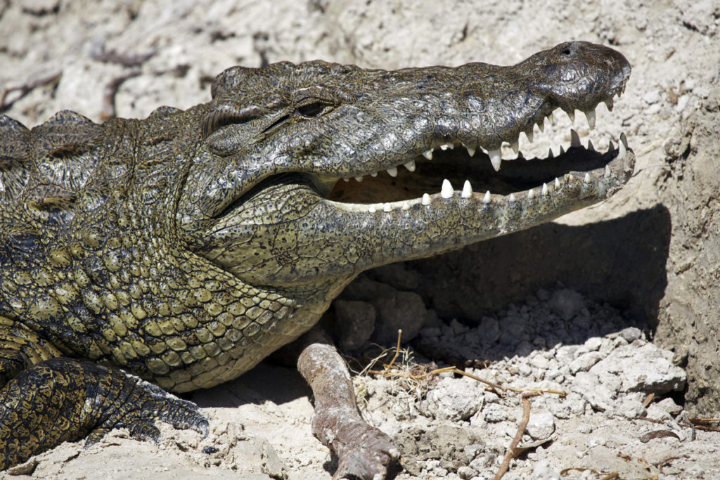 Krokodil, heiliges Tier in Gambia