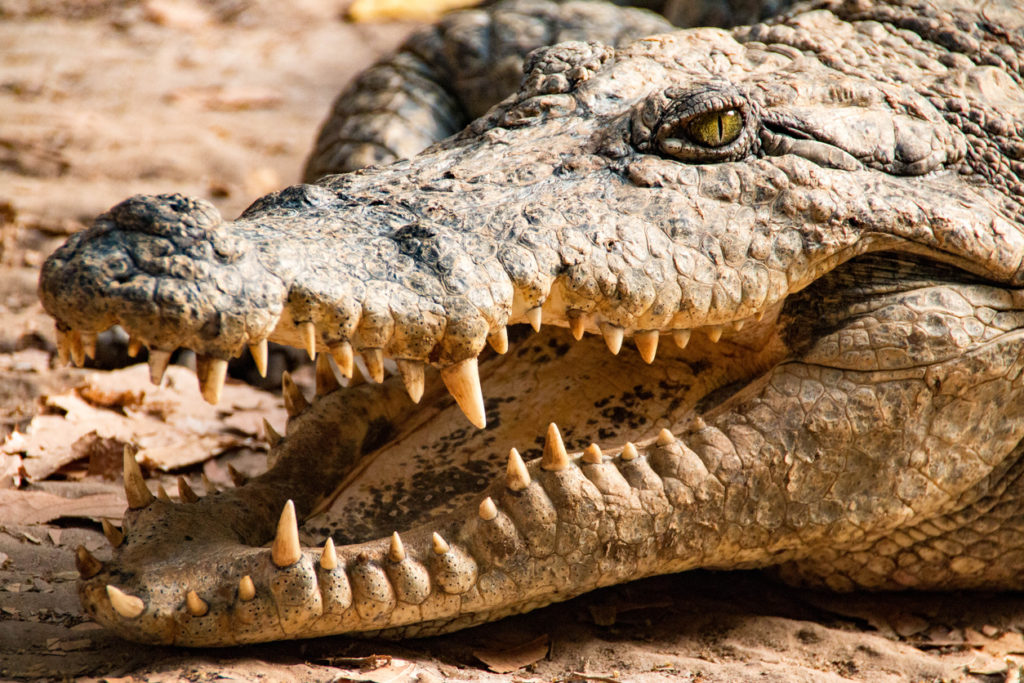 Krokodil am Gambia Fluss
