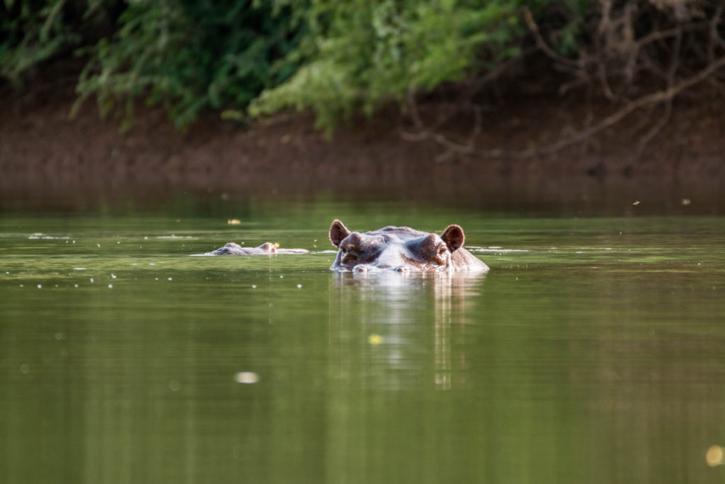 Nilpferd im Gambia Fluss