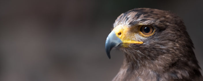 Eindrucksvoller Raubvogel