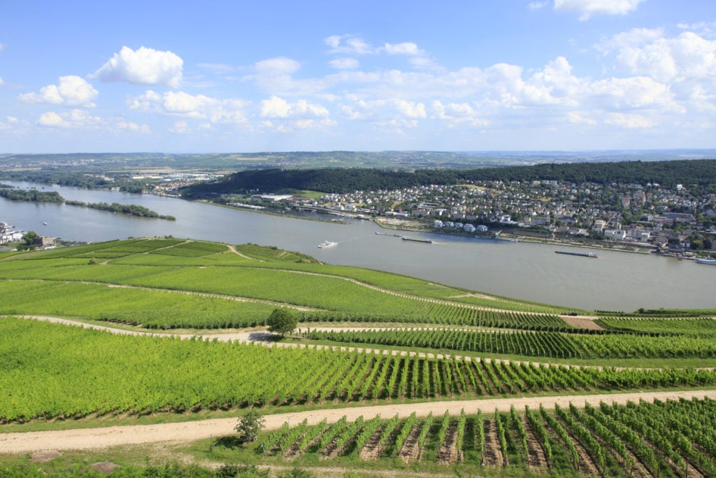 Weinanbau am Rhein, Deutschland
