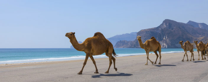 Strand von Oman mit Kamelen
