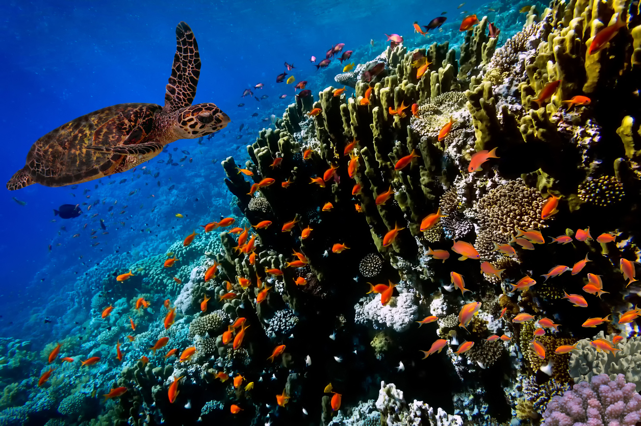 Unterwasserwelt in der Karibik