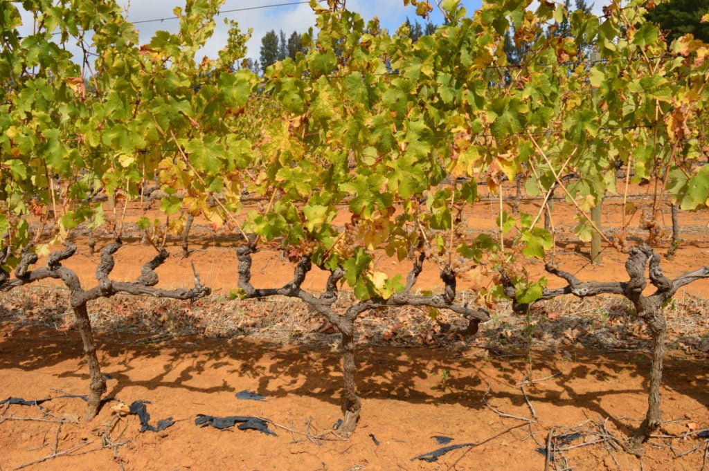 Weinanbau in Afrika