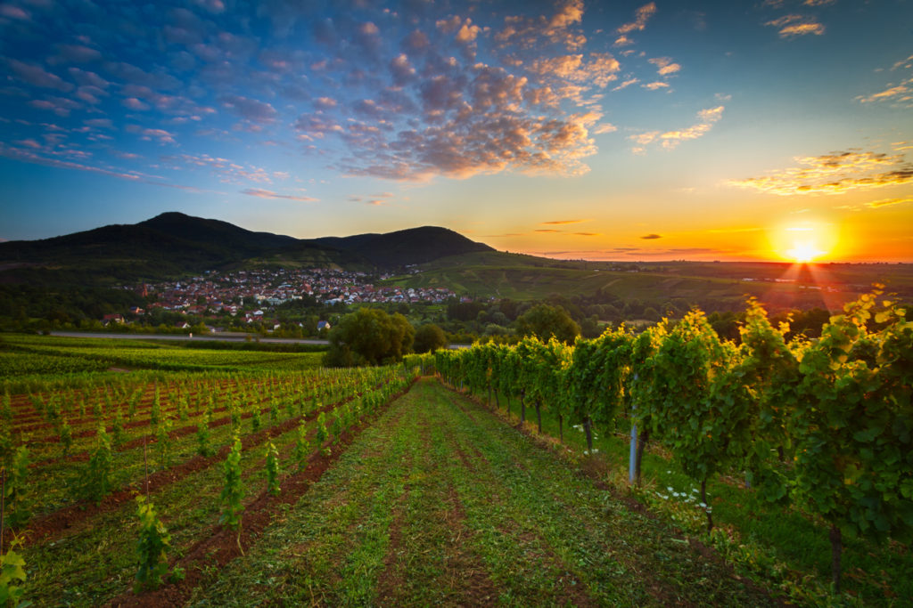 Weinbau in der Pfalz, Deutschland