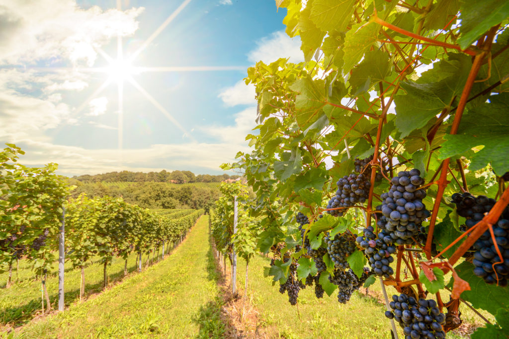Weinberge mit Rotweintrauben, Deutschland