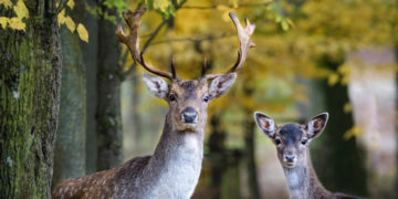 Wildtierparks