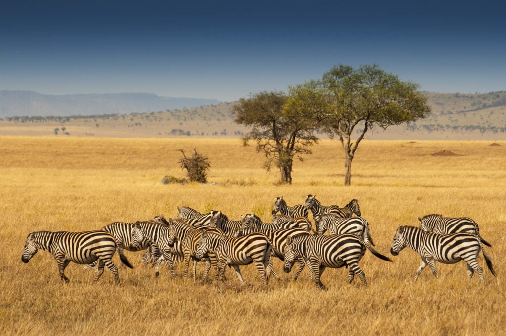 Zebras im Serengeti Park von Tansania