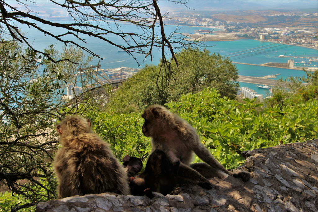 Berberaffen auf dem Felsen von Gibraltar