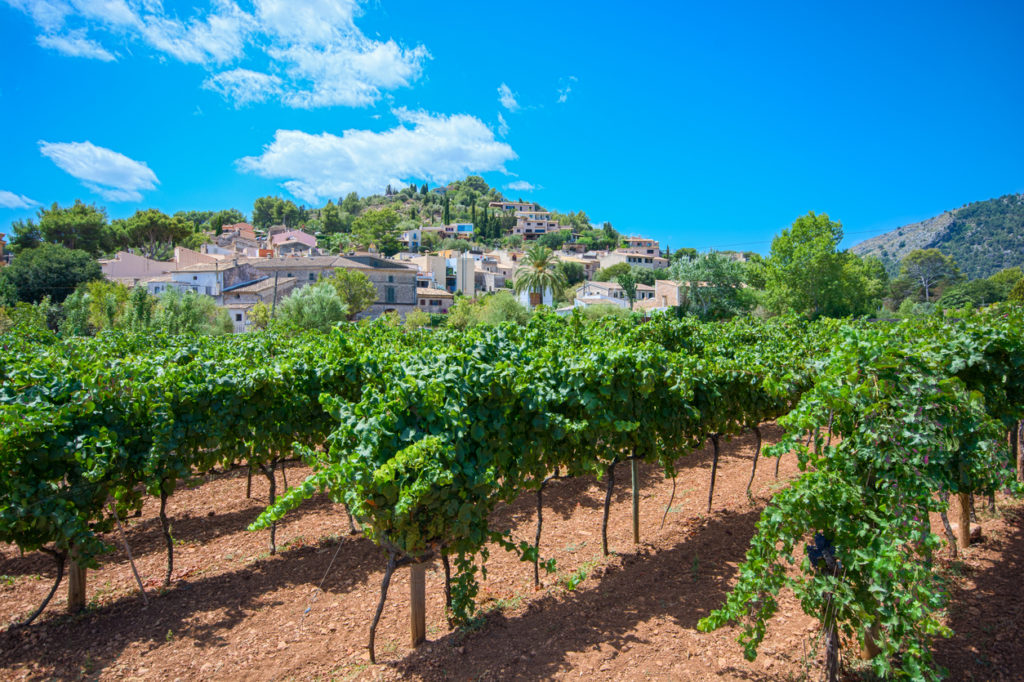Weinbau Mallorca