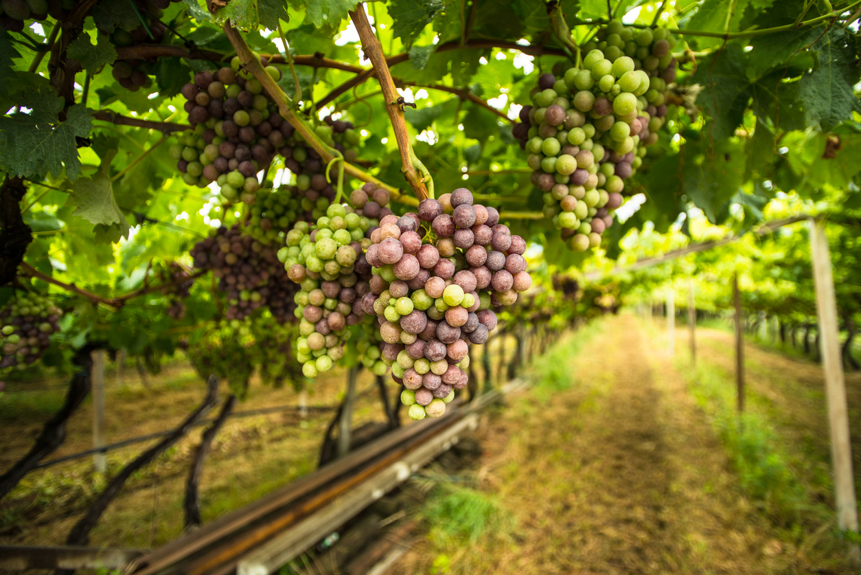 Weinbaugebiet Bardolino am Gardasee