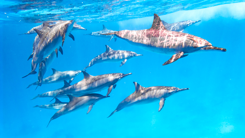 Delfine im Roten Meer