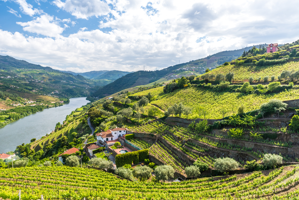 Weinbau im Douro-Tal, Portugal