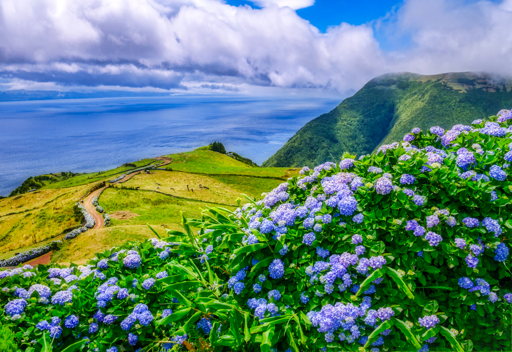 Hortensien auf den Azoren