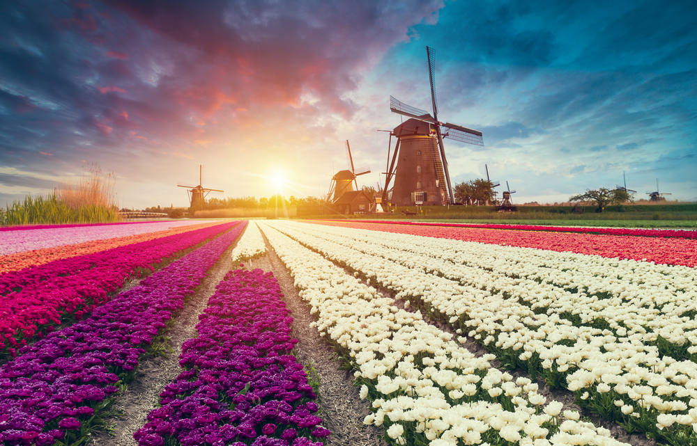 Tulpenfelder bei Groningen
