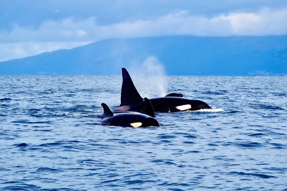 Orcas auf den Azoren