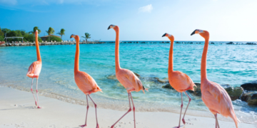 Aruba im Februar