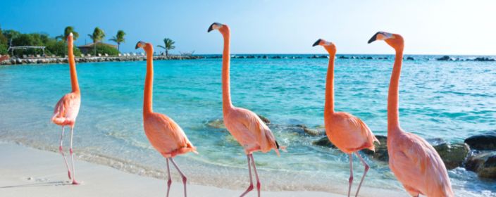 Flug Nach Aruba Flug Nach Aruba