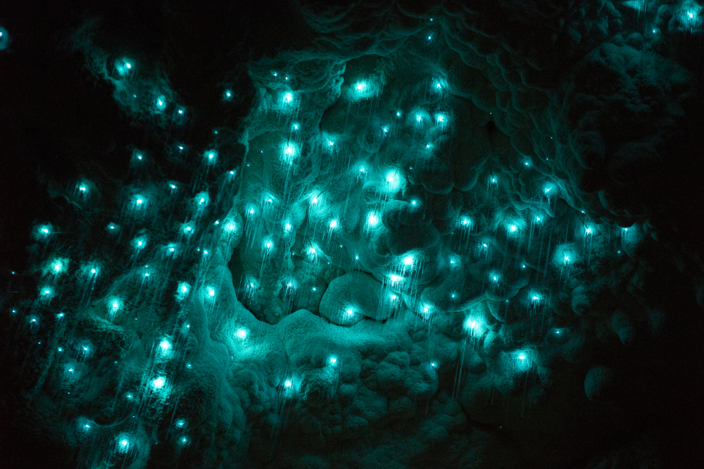 Glowworms in der Waitomo Höhle