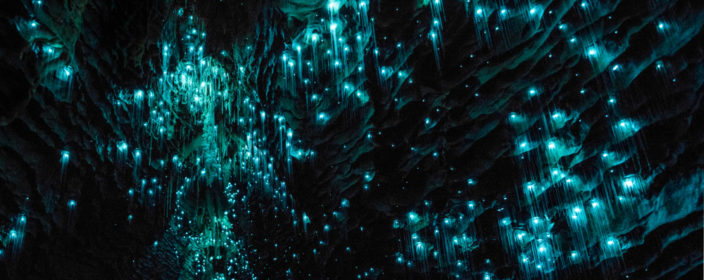 Glühwürmchen-Höhle Waitomo in Neuseeland
