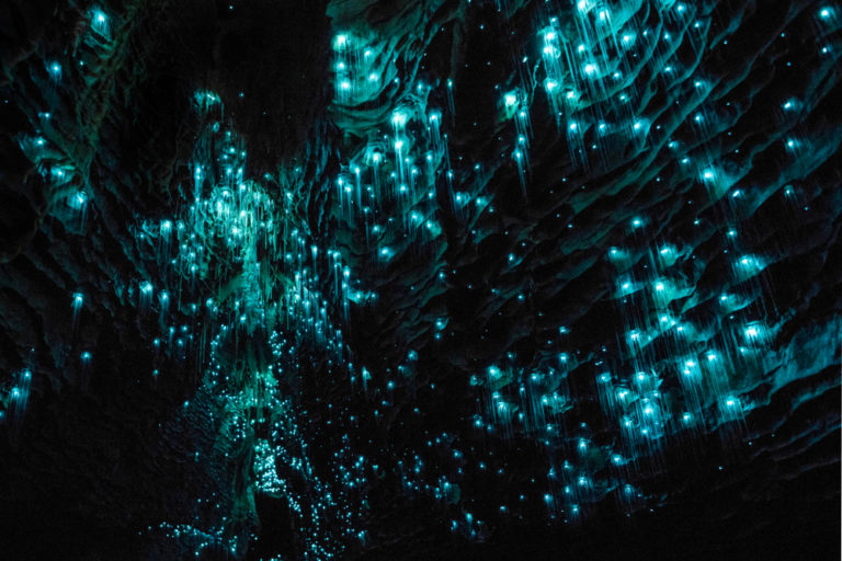 Glühwürmchen-Höhle in Neuseeland