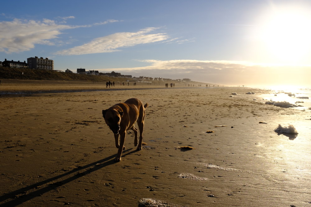 Spaziergang mit Hund am Strand in Zandvoort, Holland